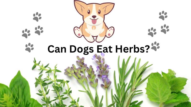 Can Dogs Eat Herbs?GOOD & BAD HERBS FOR YOUR FURRY FRIEND