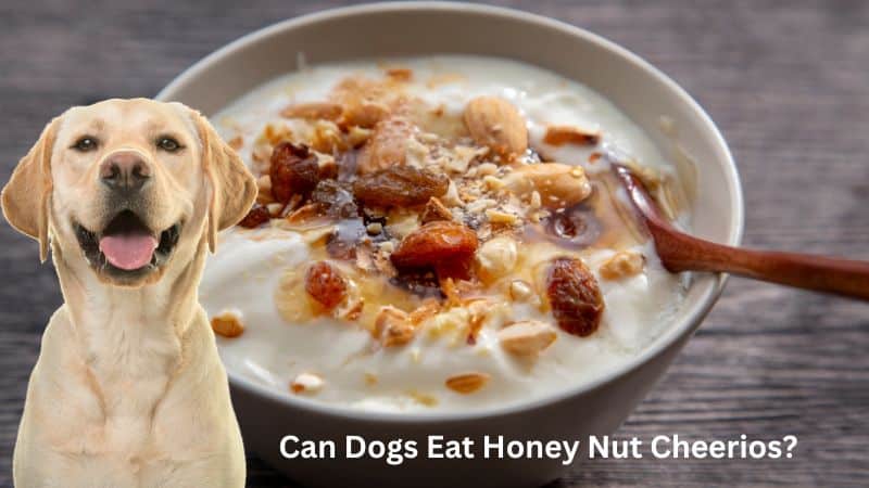 Can dogs eat Honey Nut Cheerios?