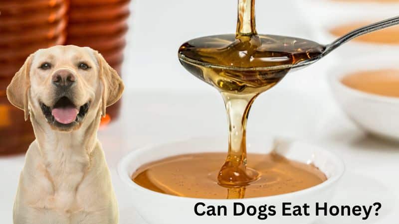 Can Dogs Eat Honey?