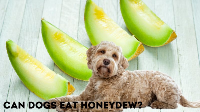 Can Dogs Eat Honeydew?Nutrition Facts & FAQ