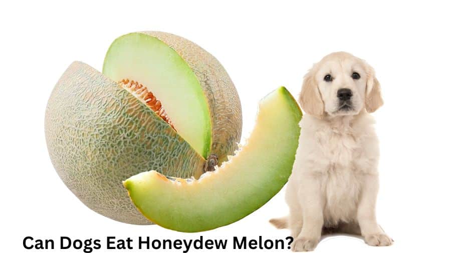 Can Dogs Eat Honeydew Melon?