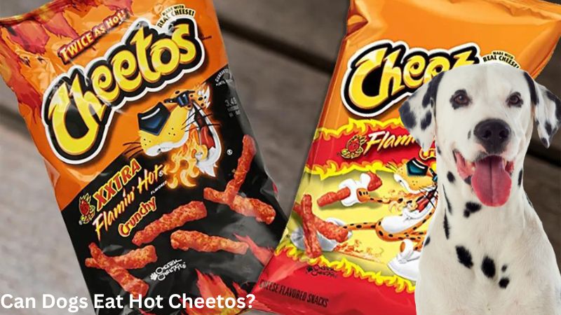 Can Dogs Eat Hot Cheetos?