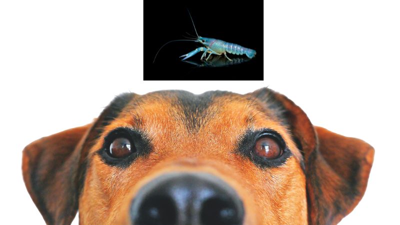 Can Dogs Eat Human Shrimp?