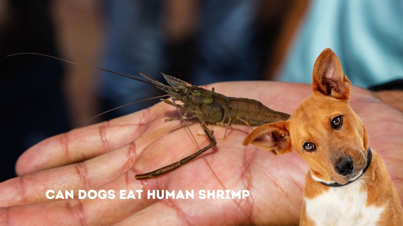 Can Dogs Eat Human Shrimp?