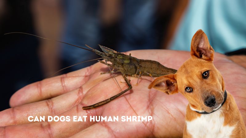 Can Dogs Eat Human Shrimp?All You Need To Know…