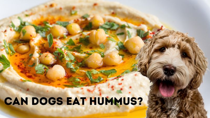 Can Dogs Eat Hummus?