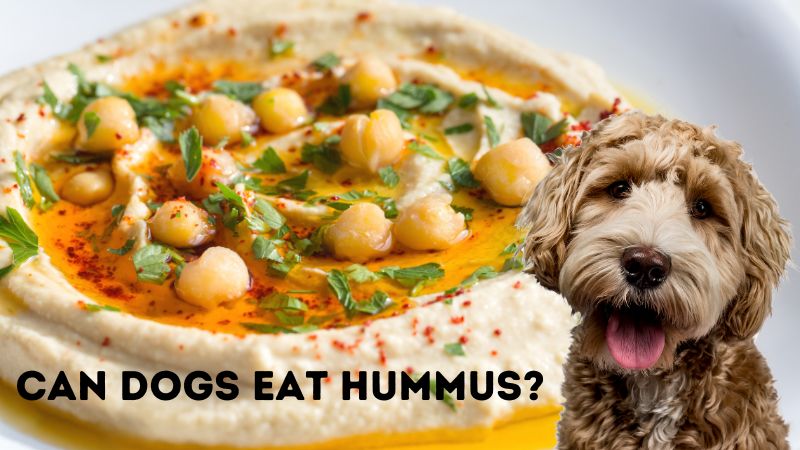 Can Dogs Eat Hummus?Everything You Need To Know