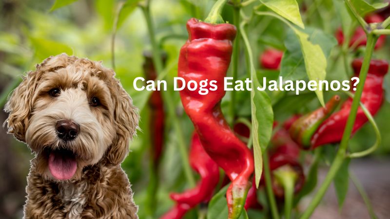 Can Dogs Eat Jalapenos?