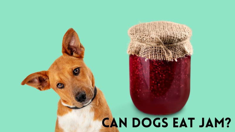 Can Dogs Eat Jam?