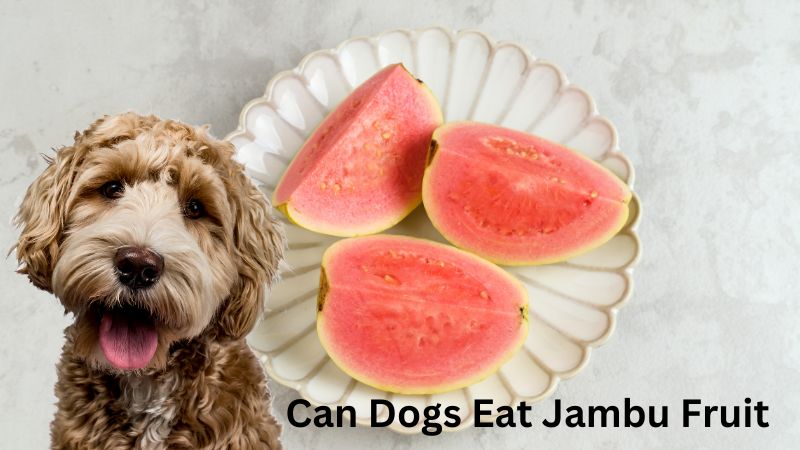 Can Dogs Eat Jambu Fruit?