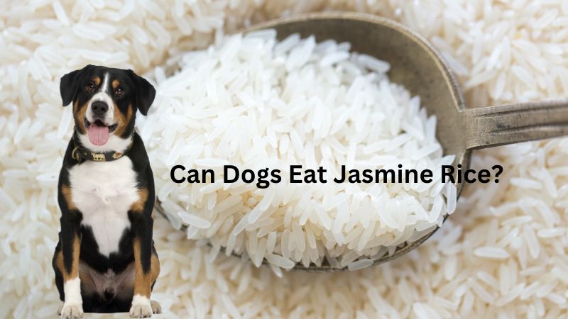 Can Dogs Eat Jasmine Rice?Nutrition Facts & FAQ