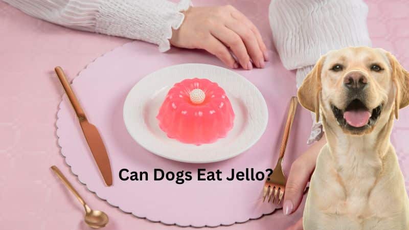 Can Dogs Eat Jello?