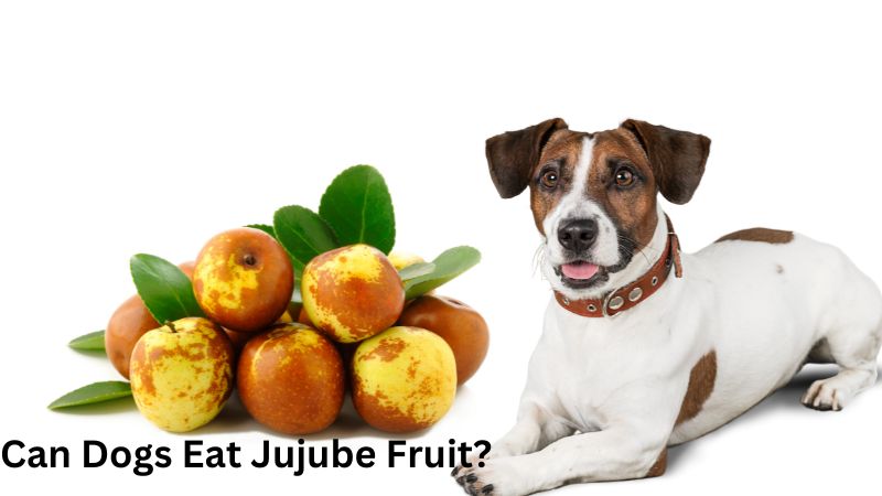 Can Dogs Eat Jujube Fruit?