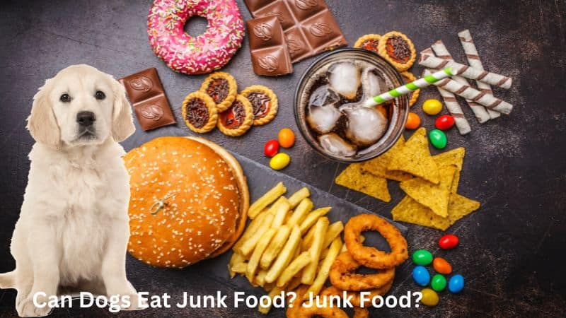 Can Dogs Eat Junk Food?