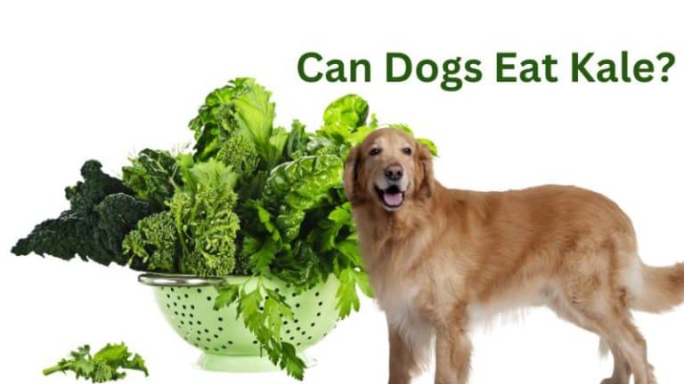 Can Dogs Eat Kale? Advantage And Disadvantage- Doggie Food Items