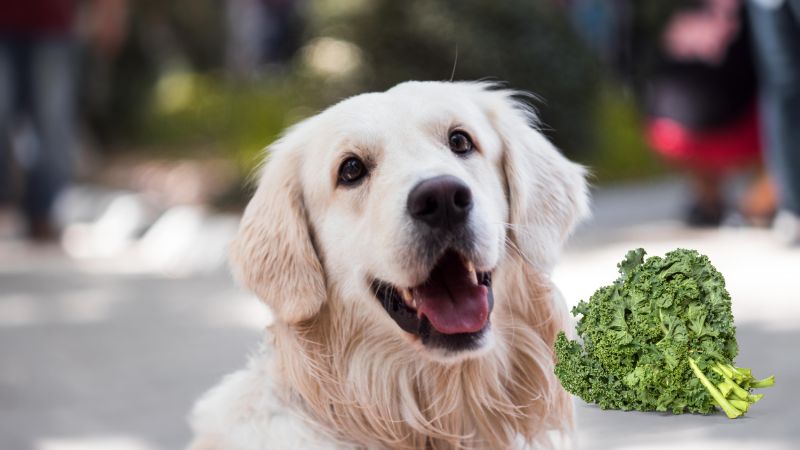 Can Dogs Eat Kale Leaves 