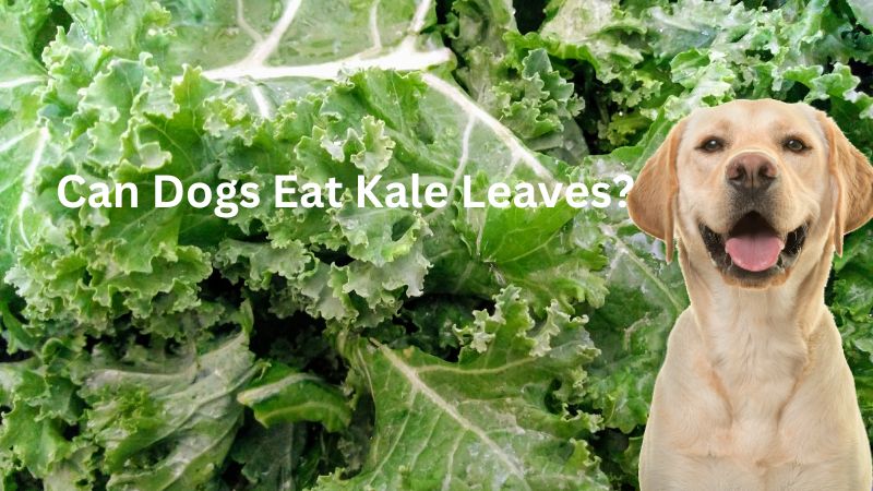 Can Dogs Eat Kale Leaves