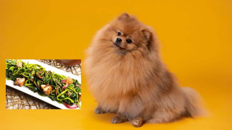Can Dogs Eat Kangkong ?