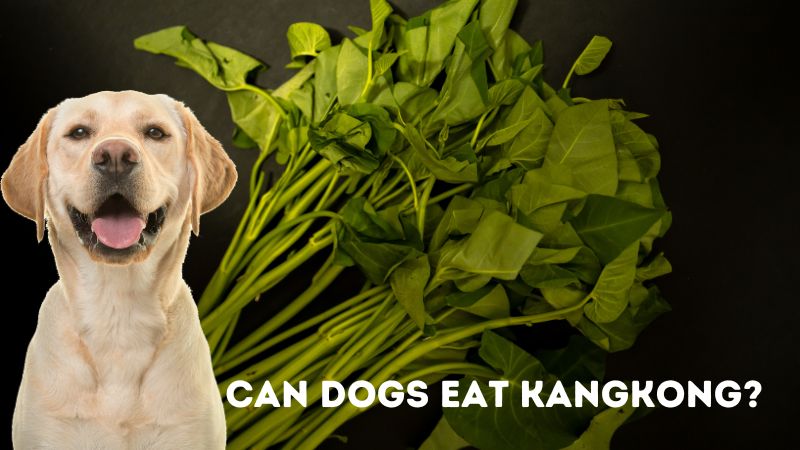 Can Dogs Eat Kangkong?