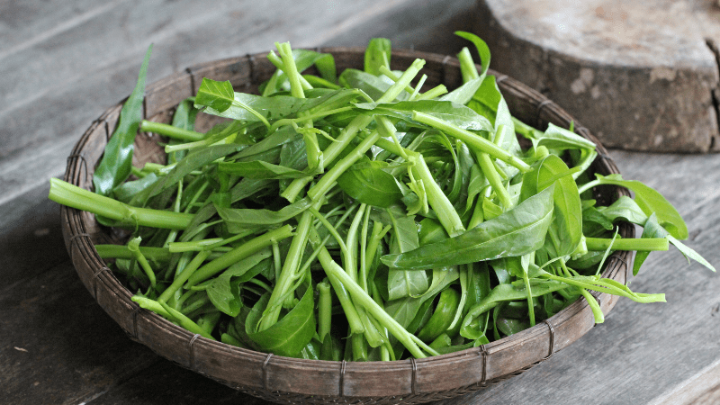 Can Dogs Eat Kangkong 