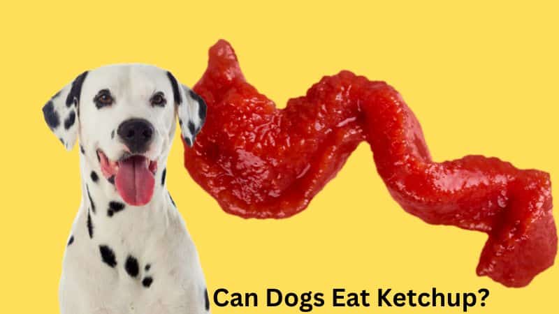 Can Dogs Eat Ketchup