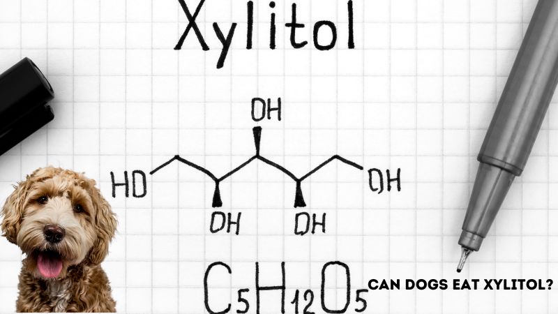 Can Dogs Eat Xylitol?