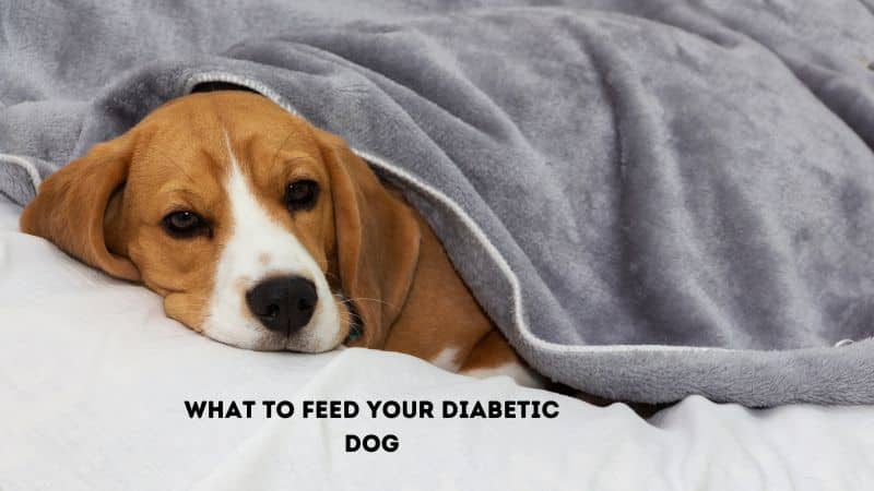 What to feed your diabetic dog?