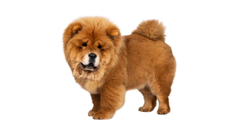 Chow Chow Dog Food Which Is Best