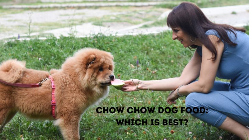Chow Chow Dog Food?