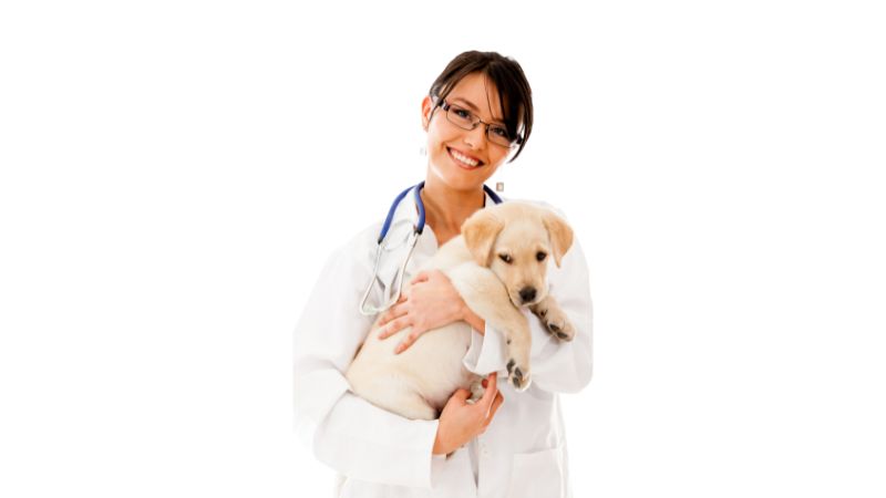 Which Dog Foods Are Veterinarian-Recommended ..