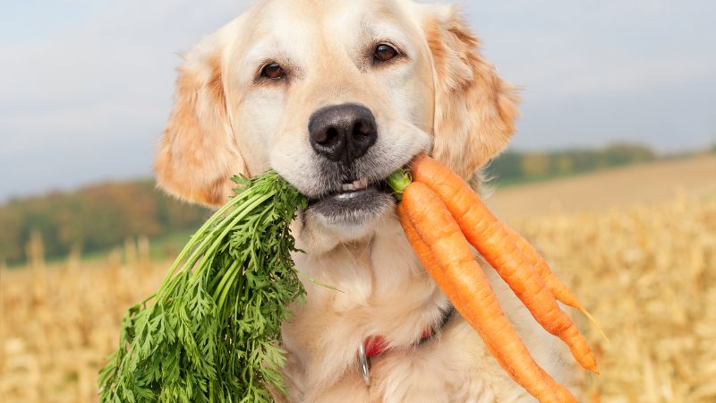 Can Dogs Eat Carrots