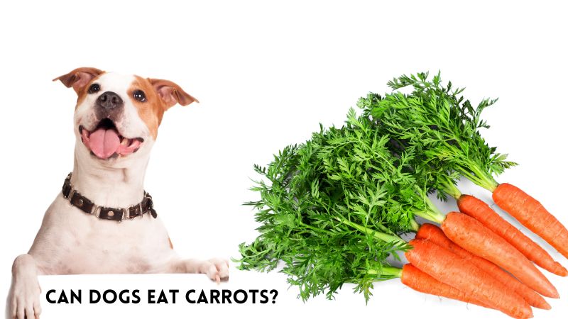 Can Dogs Eat Carrots