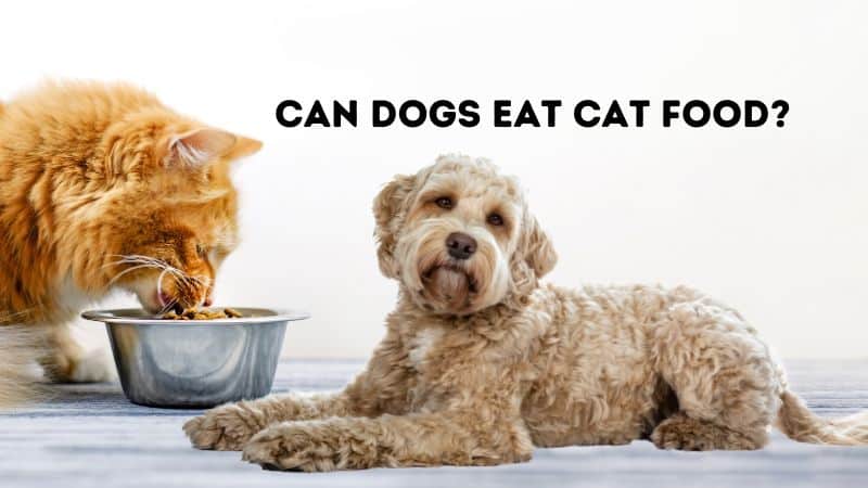 Can Dogs Eat Cat Food?