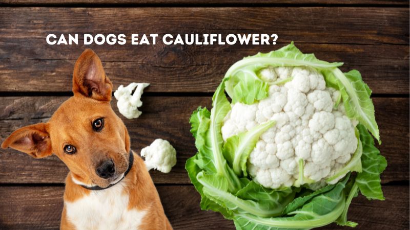 Can Dogs Eat Cauliflower