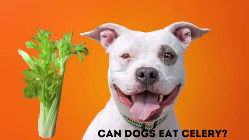 Can Dogs Eat Celery