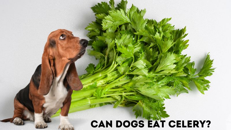 Can Dogs Eat Celery?The Surprising Benefits and Dangers