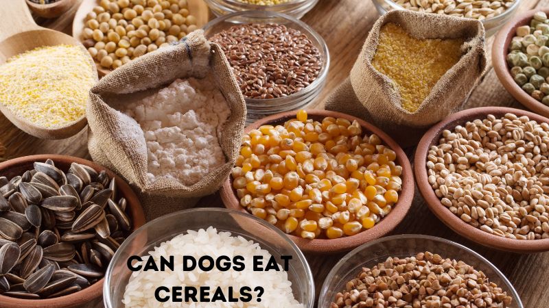 Can Dogs Eat Cereals