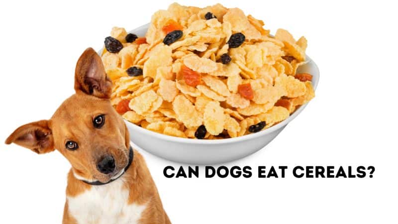 Can Dogs Eat Cereals