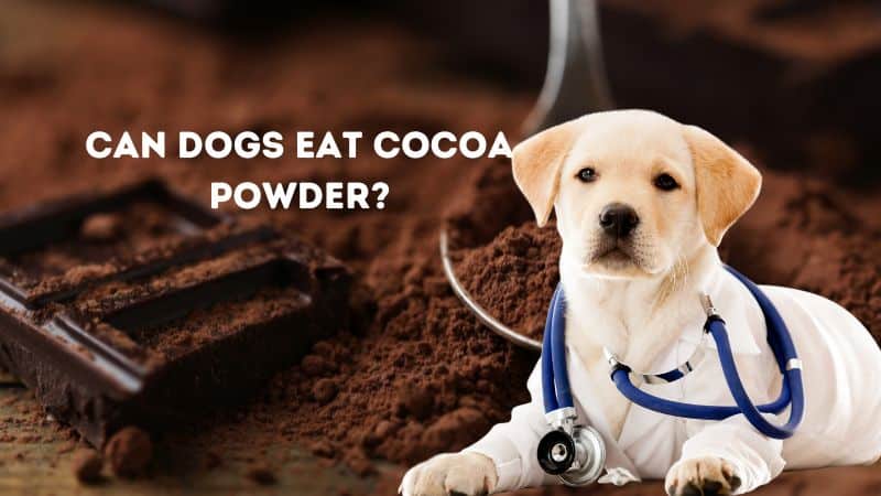 Can Dogs Eat Cocoa Powder?