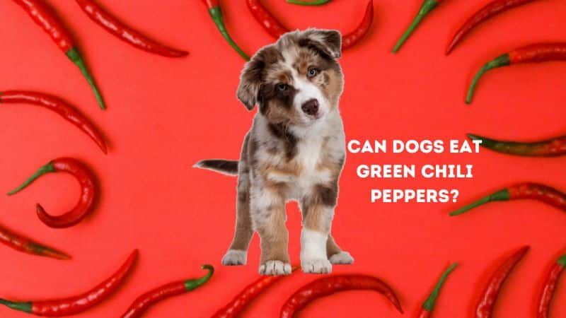 Can Dogs Eat Green Chili Peppers?