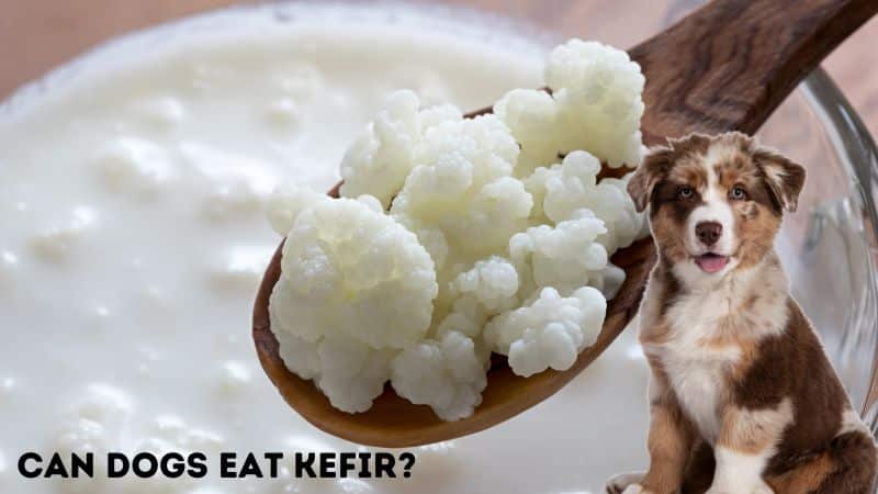 Can Dogs Eat Kefir?