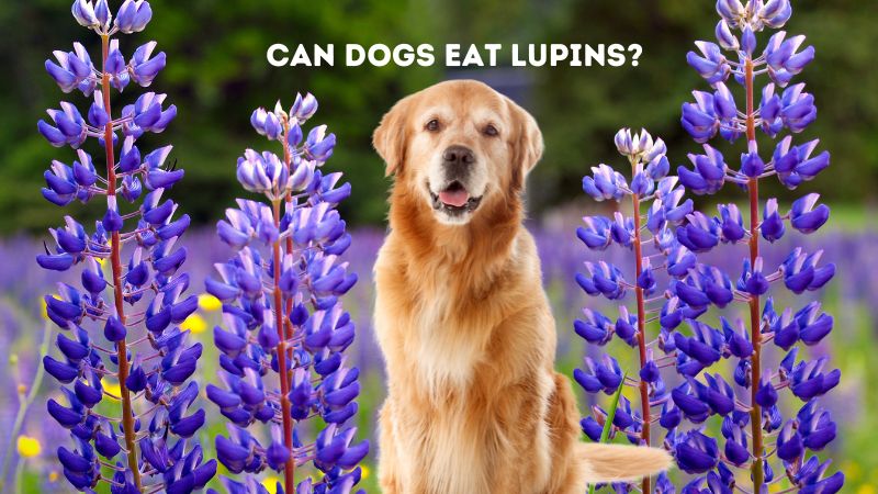 Can Dogs Eat Lupins