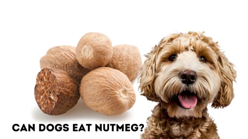 Can Dogs Eat Nutmeg?