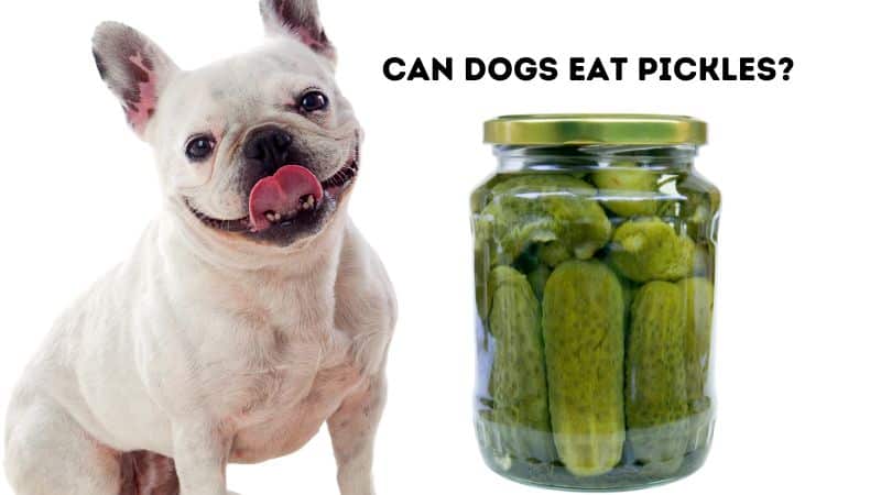 Can Dogs Eat Pickles?