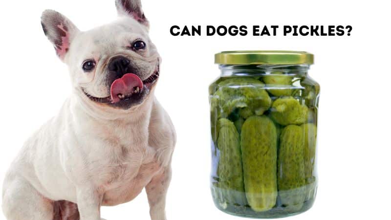 Can Dogs Eat Pickles