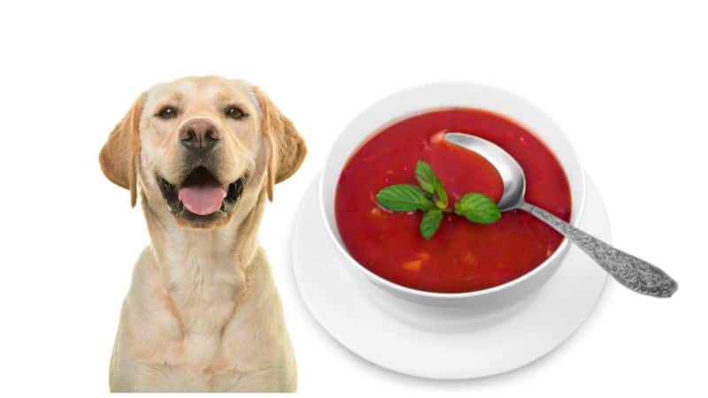 Can Dogs Eat Tomato Soup