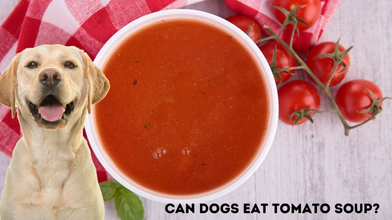 Can Dogs Eat Tomato Soup?