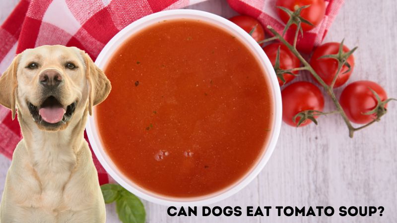 Can Dogs Eat Tomato Soup