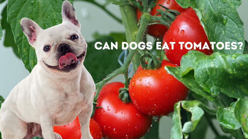 Can Dogs Eat Tomatoes