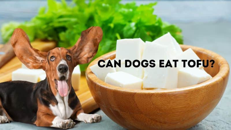 Can dogs eat Tofu